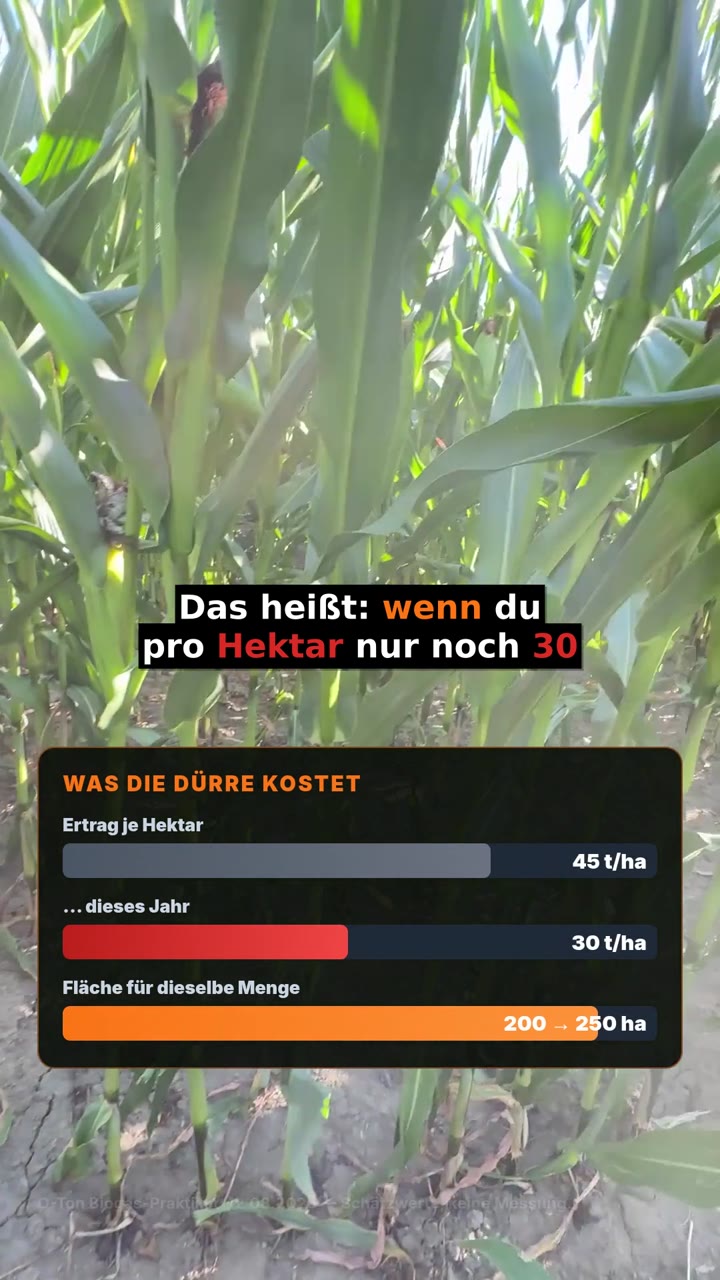 Zu trockener Mais und die F&uuml;tterungsrechnung